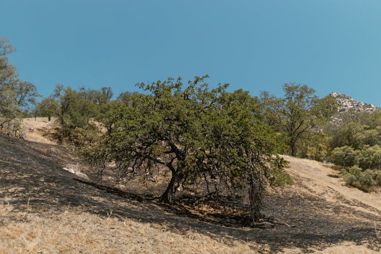 Deciduous Trees In Summer