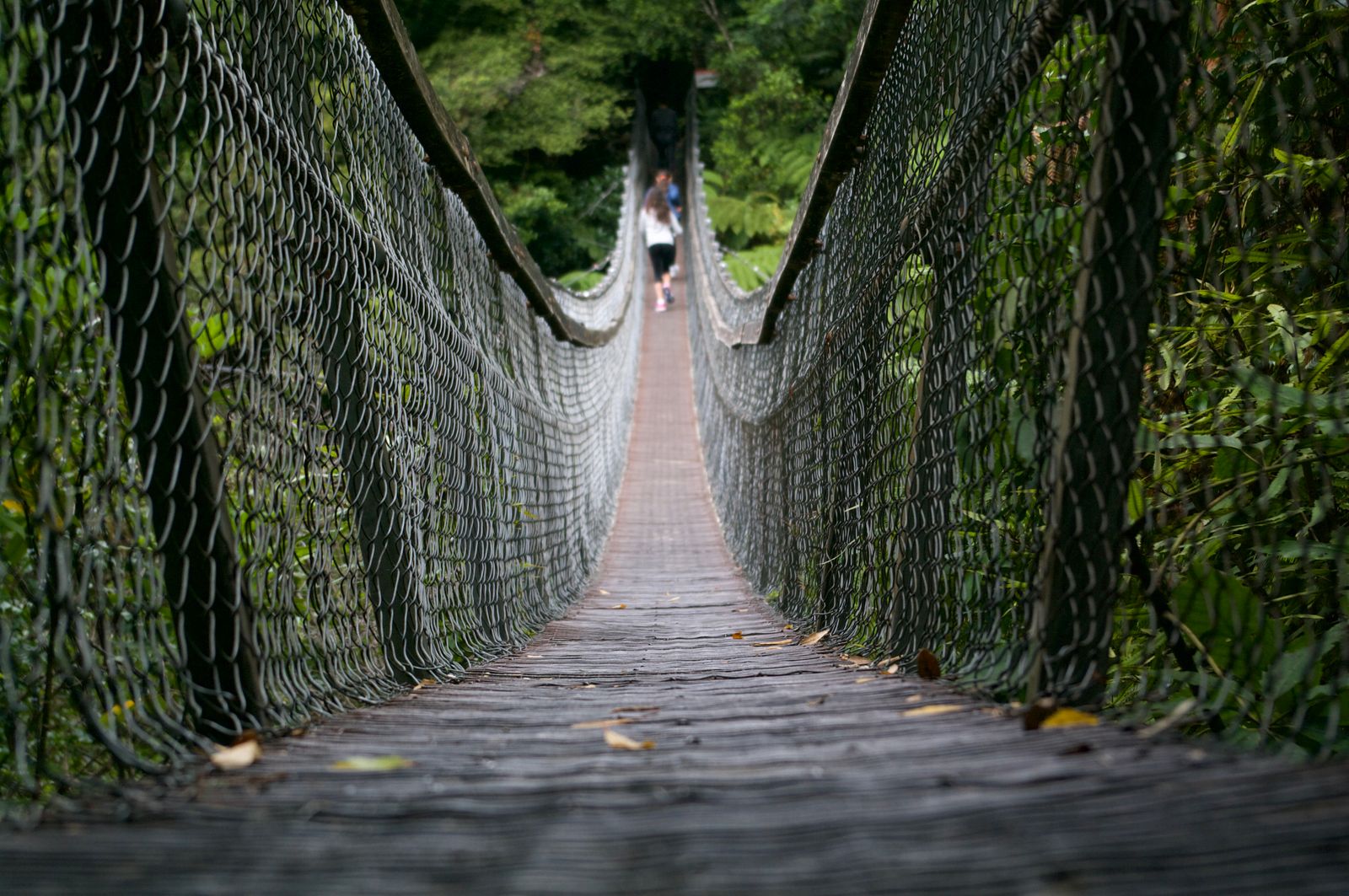 Monteverde bulut ormanı
