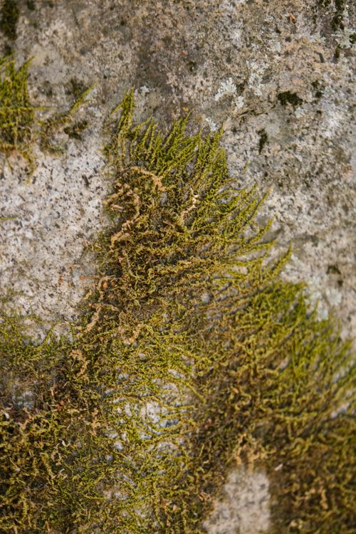 Free Detailed close-up of green moss growing on a rocky surface, showcasing texture. Stock Photo