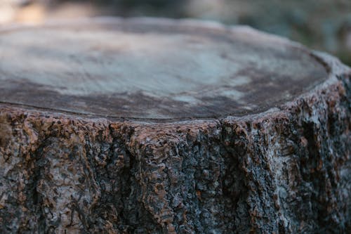 Tree Stump in Close Up Photography