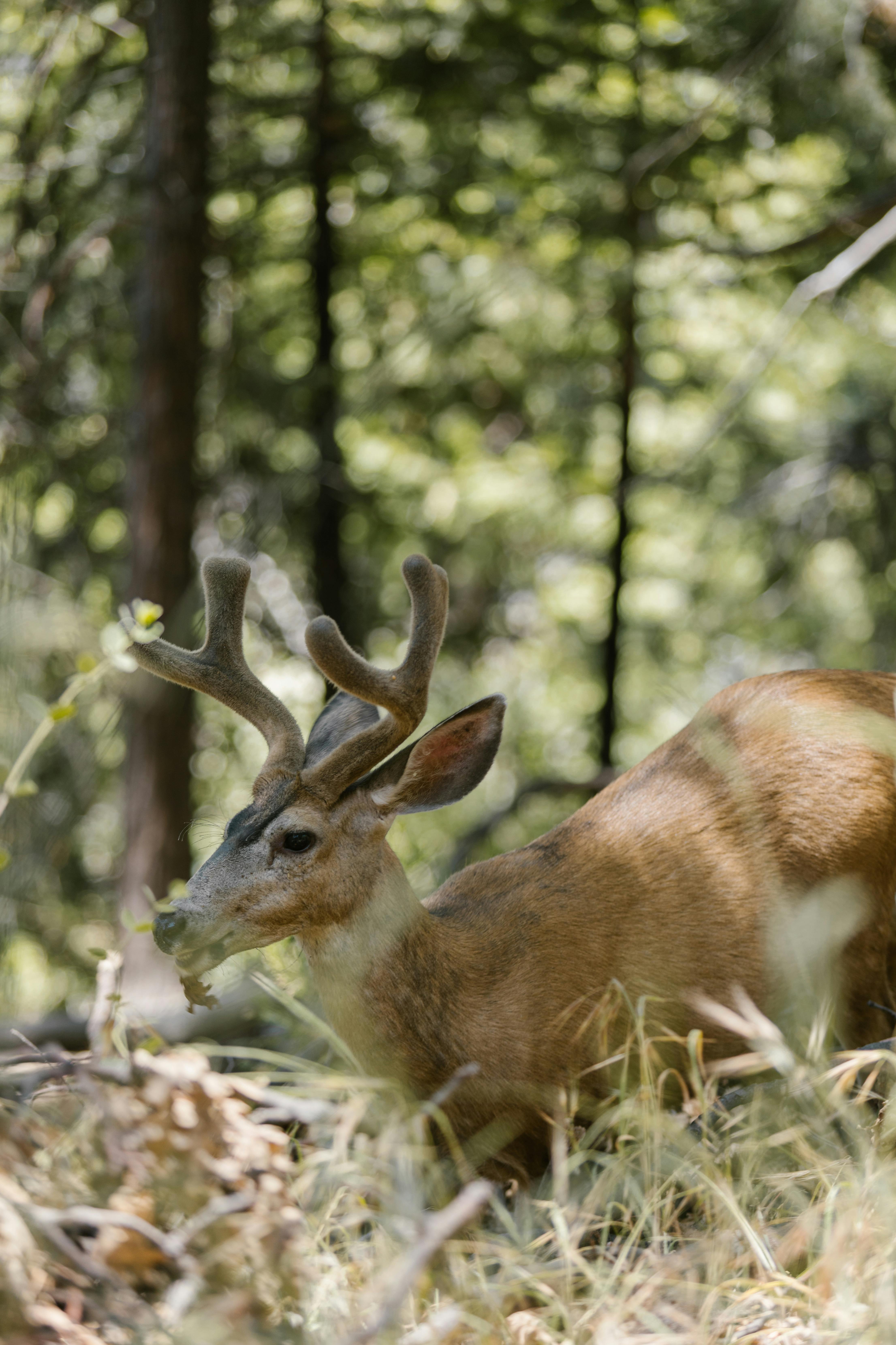 grátis Foto profissional grátis de animais selvagens, animal selvagem, ao ar livre Foto profissional
