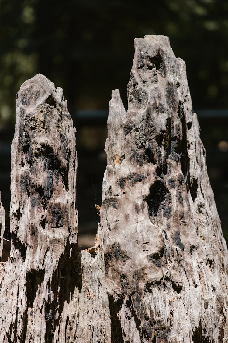 Damaged Old Tree