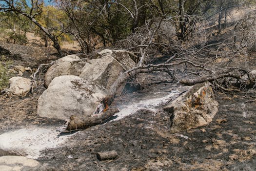 Charred landscape showing burnt trees and rocks after a forest fire with ash covering the ground.