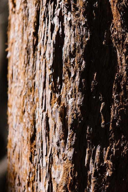 Tree Trunk in Close Up Photography