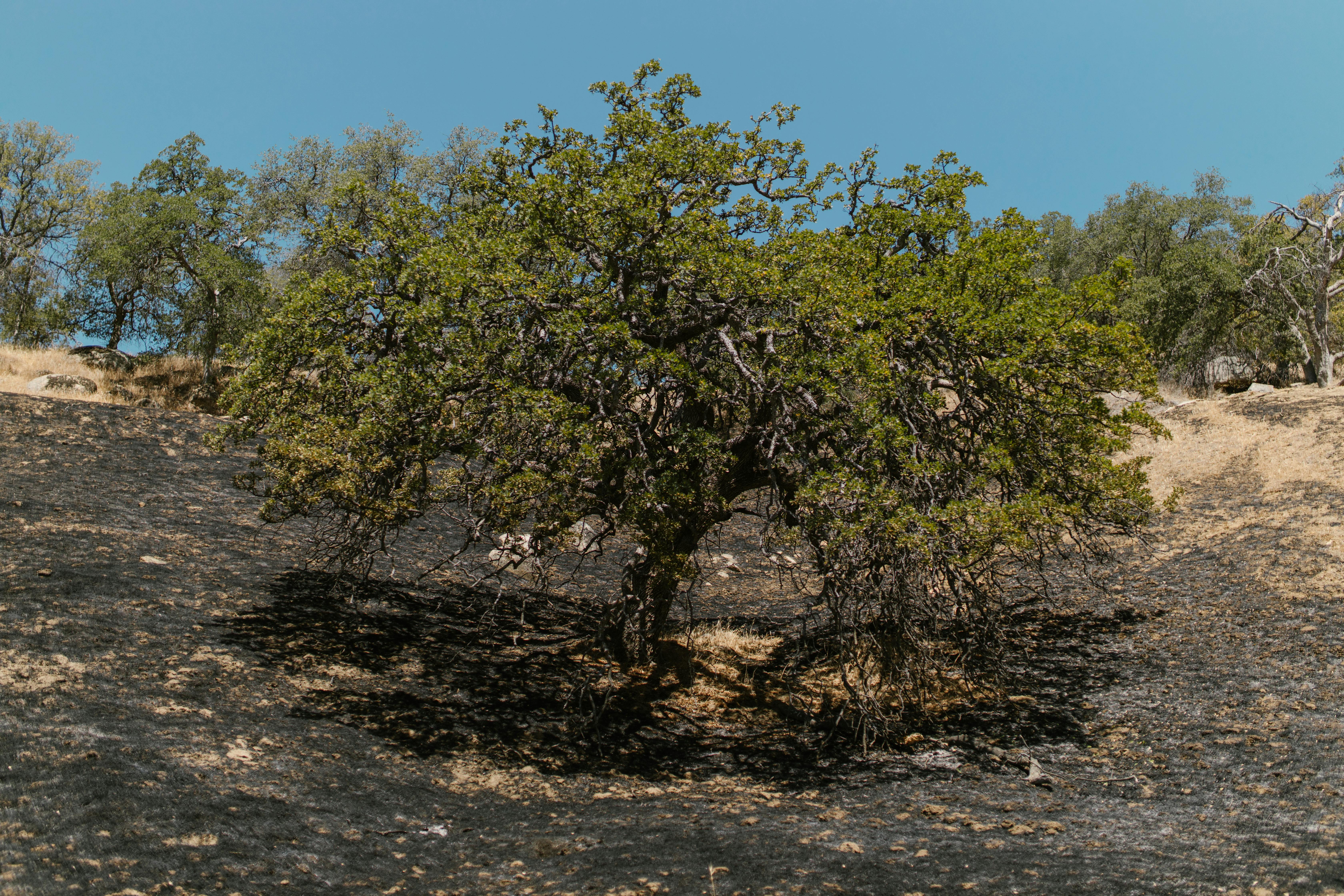 Image for Climate Change Forces Adaptation Among Christmas Tree Farmers