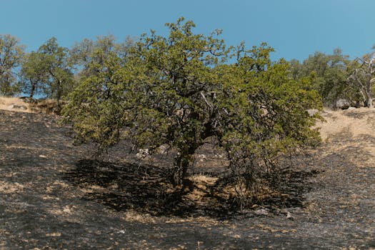 Photo by RDNE Stock project A lone tree stands resilient amidst a charred landscape after a wildfire, under a clear blue sky.