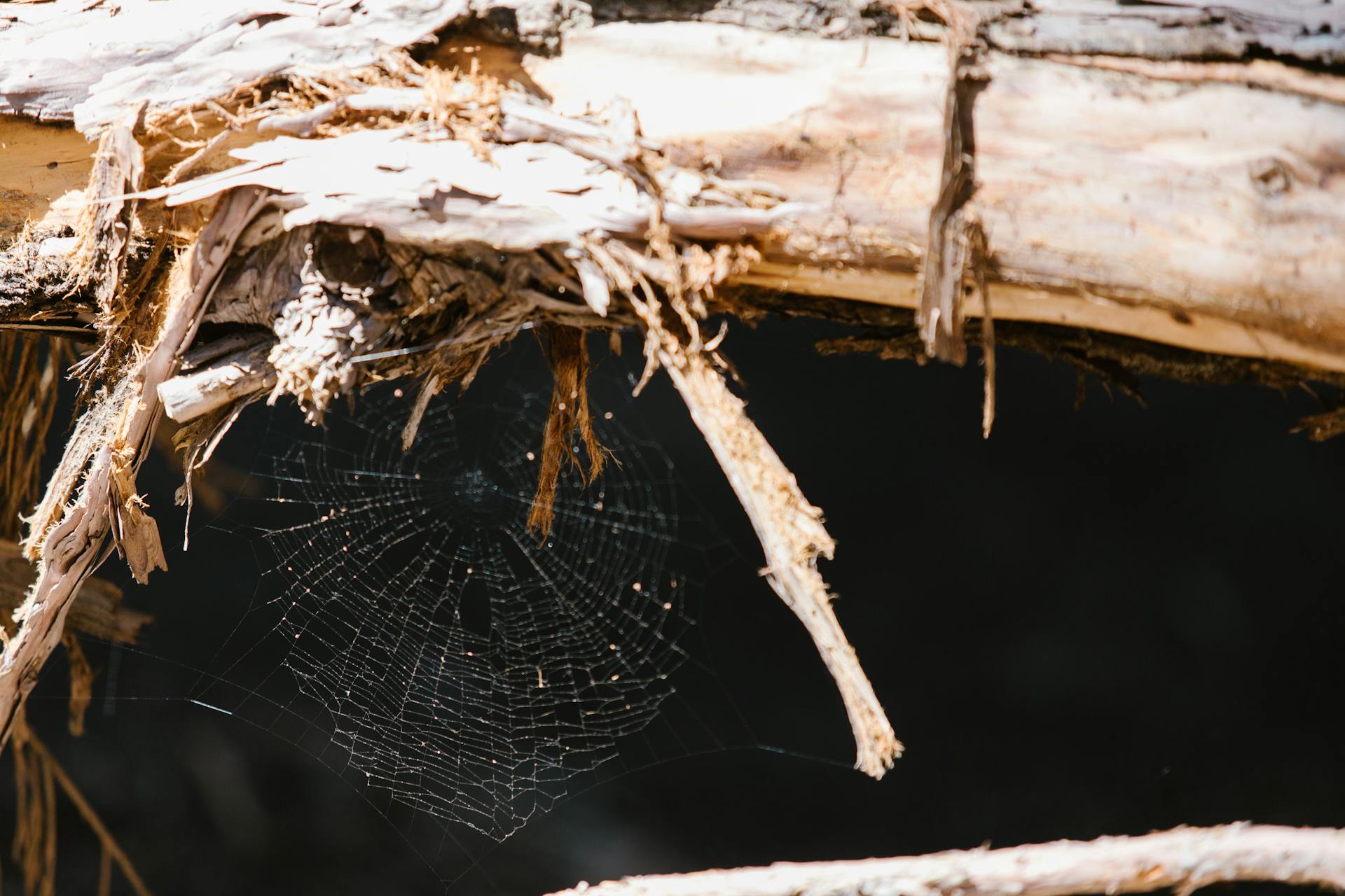 Photo of a Spider Web