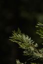 Green Pine Tree Leaves in Close-Up Photography