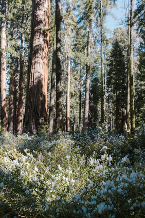 White Flower Field Near Brown Trees