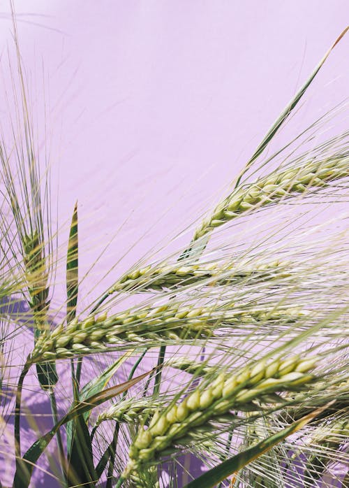 Wheat Crops in Close-Up Photography
