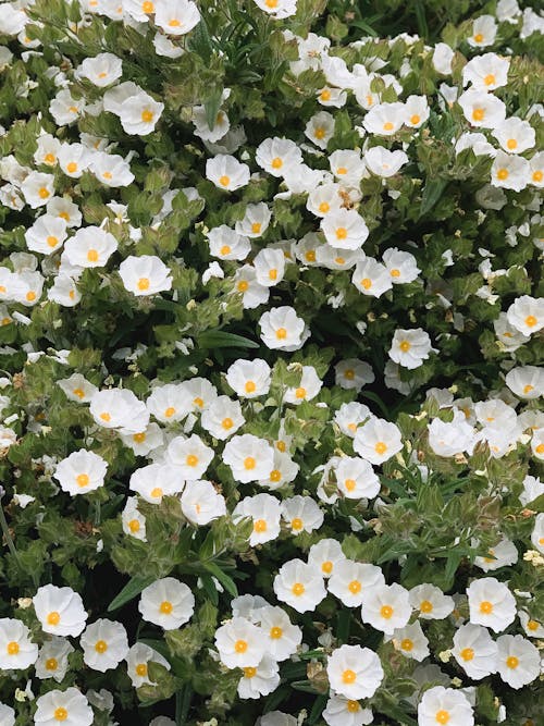 Foto profissional grátis de área, branco, flora