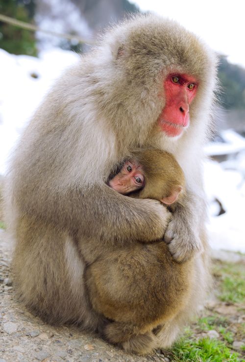 Free A touching moment of a Japanese macaque mother cuddling her baby in a snowy landscape of Yamanouchi, Nagano, Japan. Stock Photo