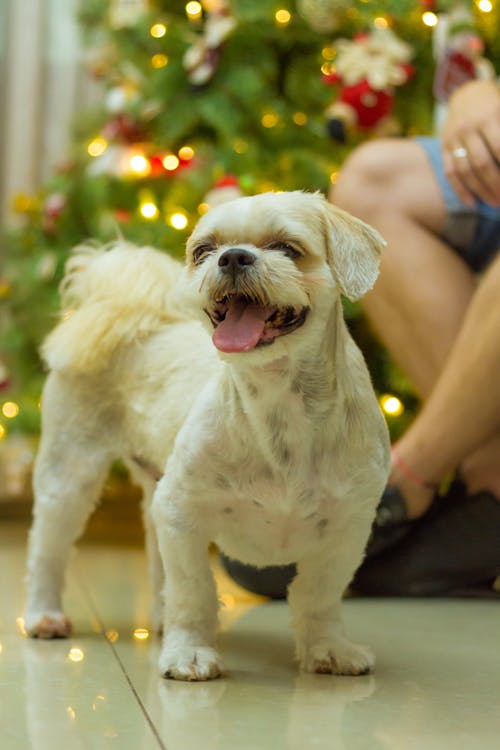 Photo of a Short Coated Dog