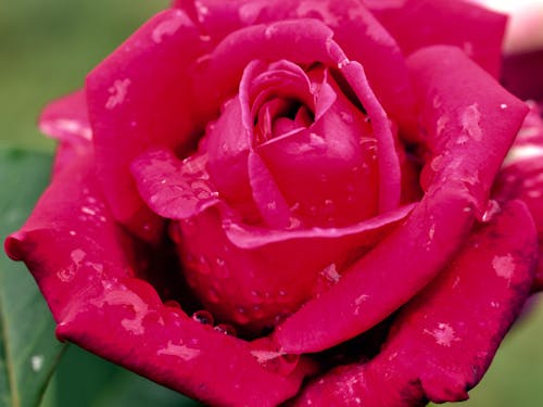Darmowe zdjęcie z galerii z czerwona róża, krople rosy, kwiat