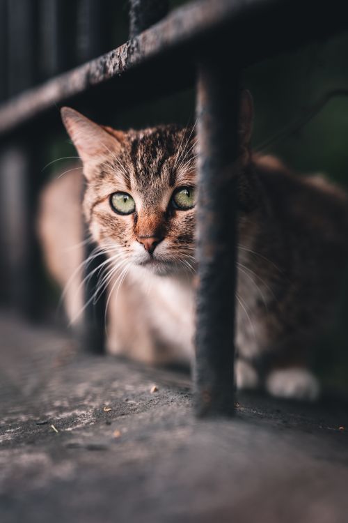 Free Close-up of a cat looking through metal railings, showcasing its striking green eyes. Stock Photo