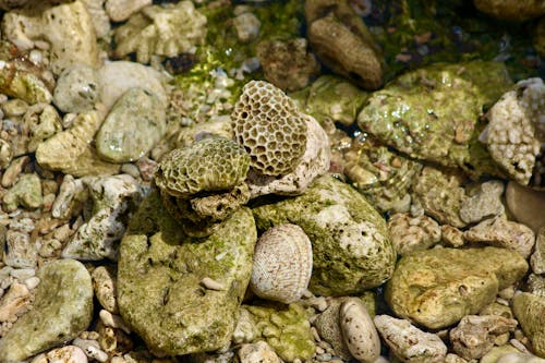 Gratis Fotos de stock gratuitas de conchas de mar, coral, de cerca Foto de stock
