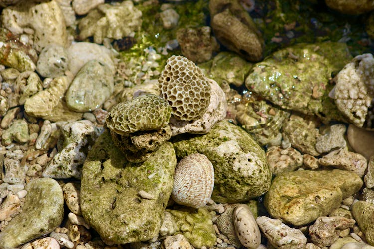 Dried Coral On Beach