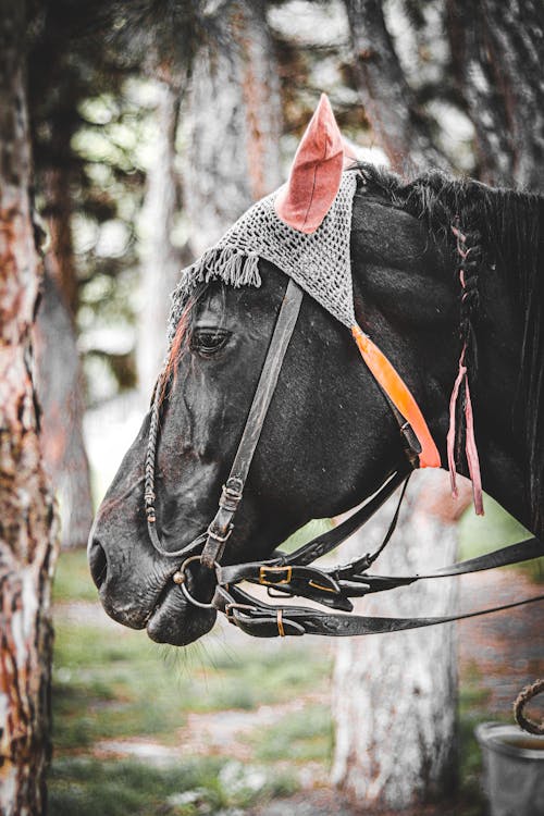 Photos gratuites de animal domestique, cheval noir, chevaux