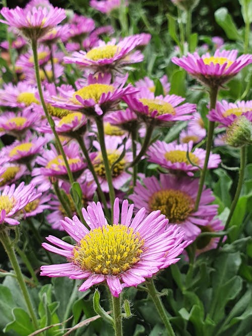 Photos gratuites de beauté, fleur, jardin de fleurs