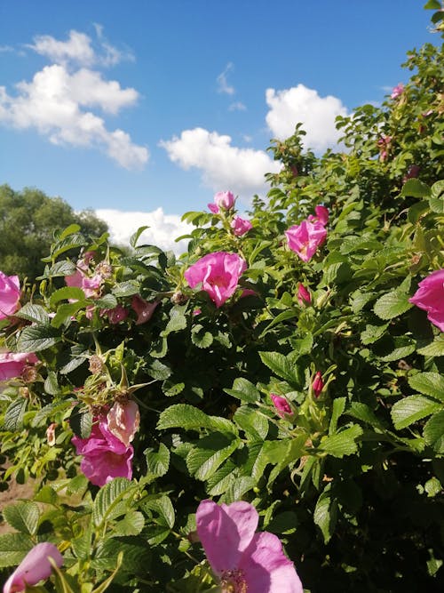 꽃이 피는, 분홍색 꽃, 수직 쐈어의 무료 스톡 사진