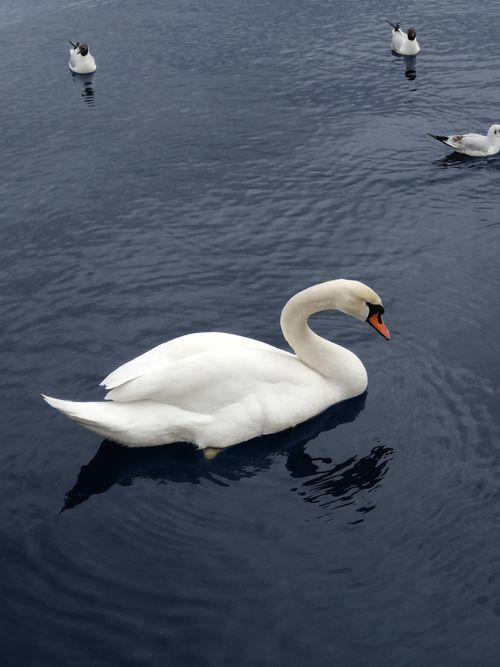 Free Elegant swan swimming on a tranquil lake with other birds nearby, reflecting beautifully. Stock Photo