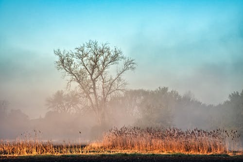 Foto profissional grátis de campo, garoa, manhã