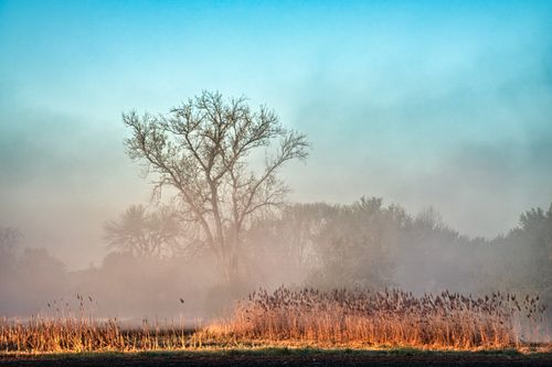 Free Serene morning scene of a foggy rural landscape with trees at sunrise. Stock Photo