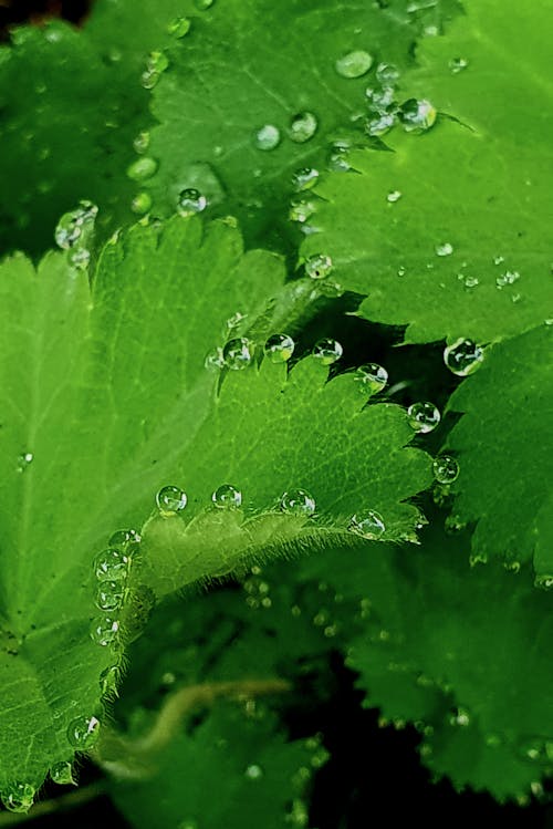 Gratis stockfoto met blad, groen, h2o