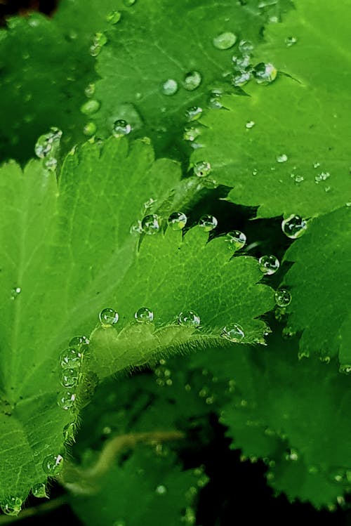 Photos gratuites de beauté, eau, feuille