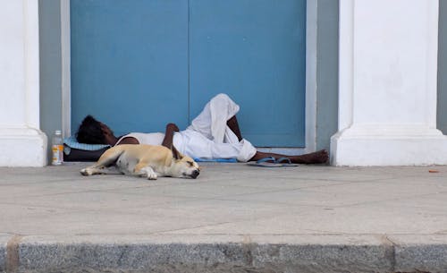インド, インドの街, 犬の無料の写真素材