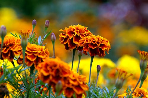 Orange Flowers in Close Up Photography