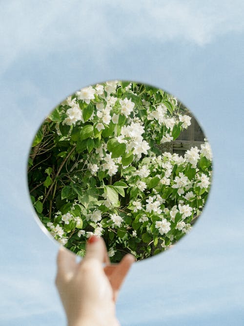 Close-up of Woman Holding a Circular Mirror Reflecting Grass and Flowers on the Background of a Blue Sky 