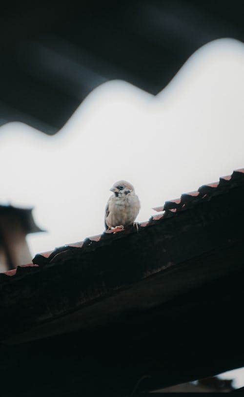 Gratis stockfoto met beest, detailopname, dieren in het wild