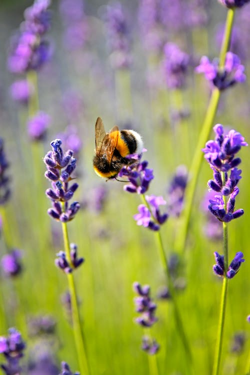 Free Close Up Photo of Bee on Purple Flower Stock Photo