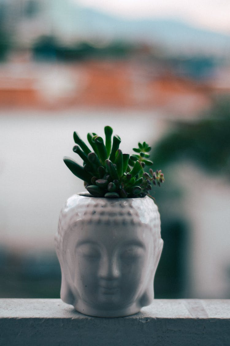 Succulent In A Pot In The Shape Of Buddha Head 