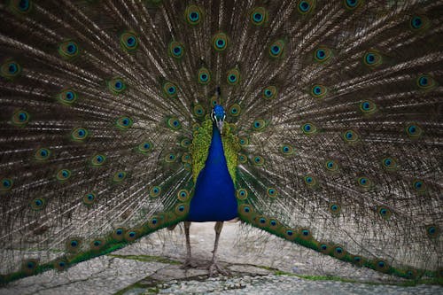 Free A Peacock Showing Its Tail  Stock Photo