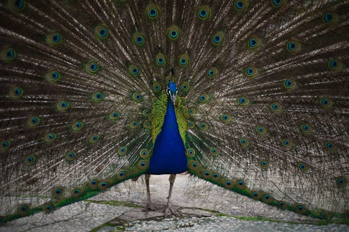 Fotobanka s bezplatnými fotkami na tému chvost, páv, perá