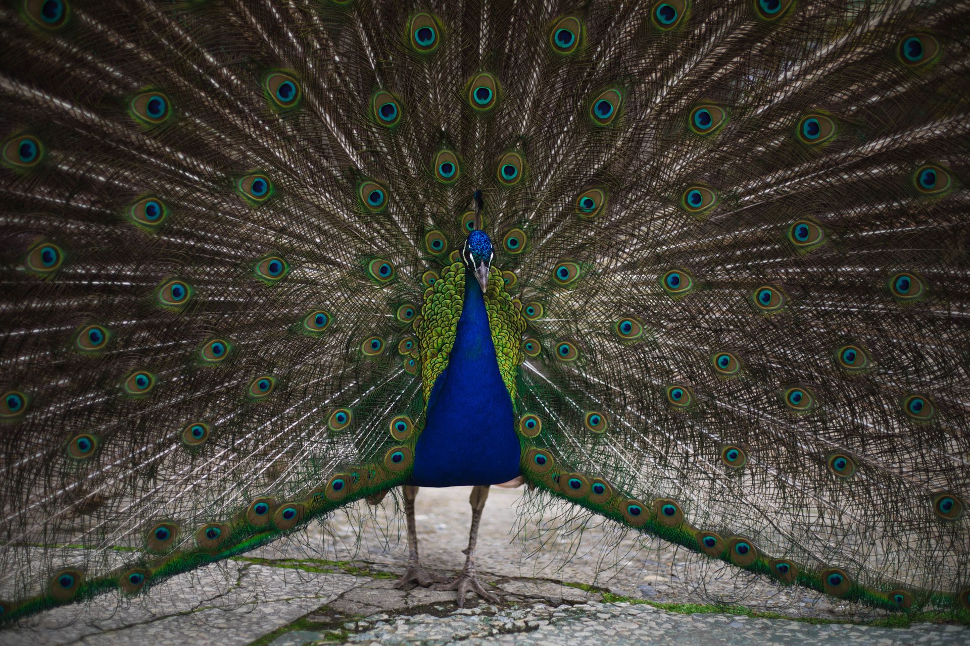 A stunning peacock showcases its vibrant tail feathers in a dazzling display.
