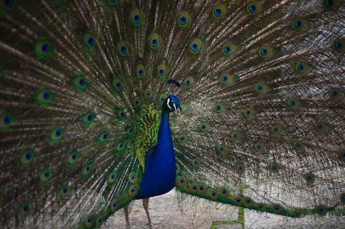 Free Close-Up of Peacock and Its Tail Stock Photo