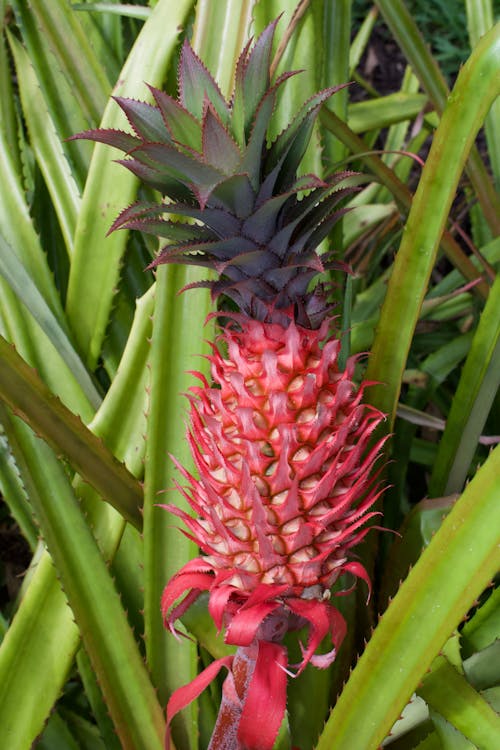 Free Red Pineapple in Close Up Photography Stock Photo