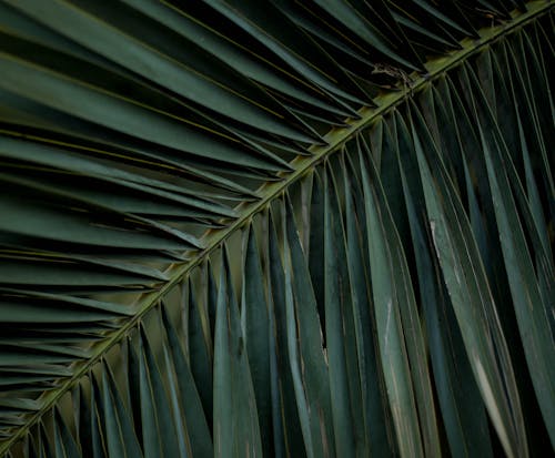 免費 棕櫚樹葉, 特寫, 綠色 的 免費圖庫相片 圖庫相片