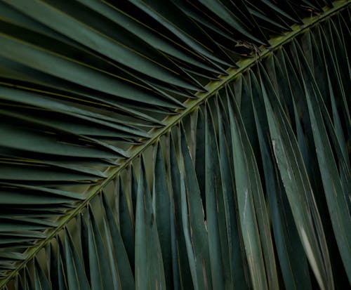 Palm Leaves in Close Up Photography