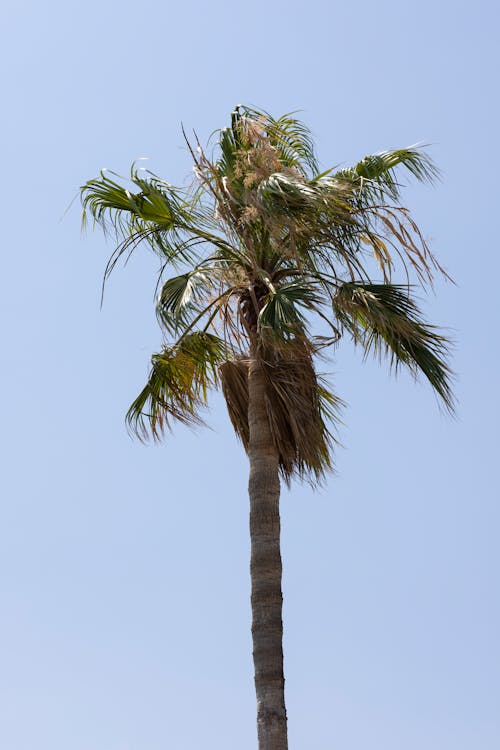 바람 부는, 수직 쐈어, 야자나무의 무료 스톡 사진
