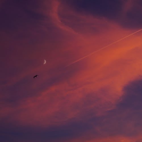 Foto stok gratis awan merah muda, bayangan hitam, bulan sabit