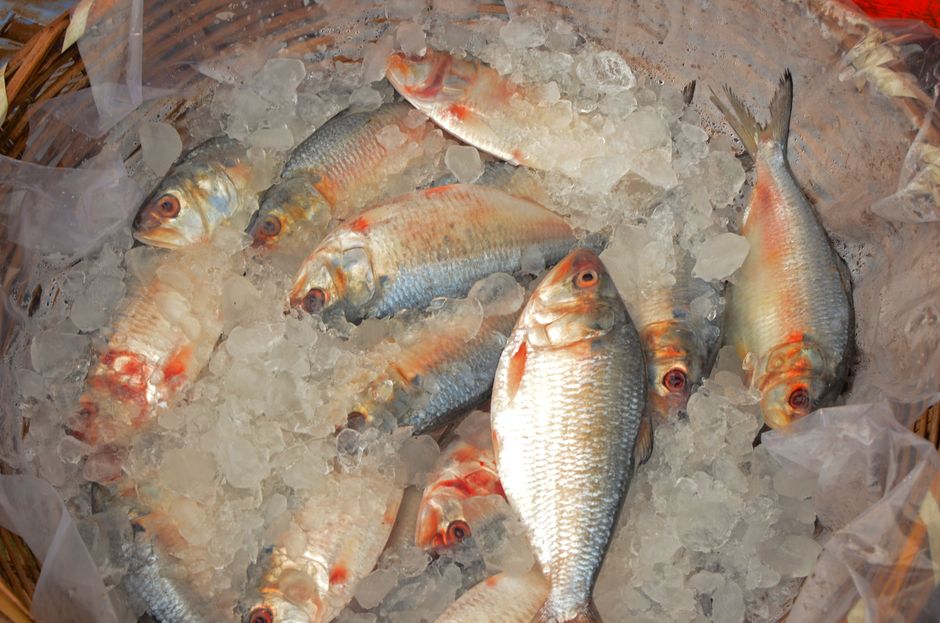Visite nocturne du Marché aux poissons de Deira avec Rashid