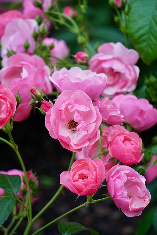 Free A stunning cluster of vibrant pink roses blooming outdoors, capturing the essence of spring. Stock Photo