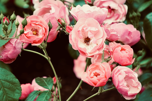 Free Close-up of vibrant pink roses with lush green leaves, showcasing their delicate petals. Stock Photo
