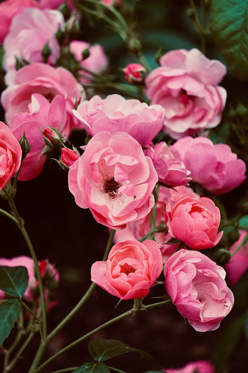 Free Close-up view of vibrant pink roses in full bloom, showcasing their delicate petals. Stock Photo