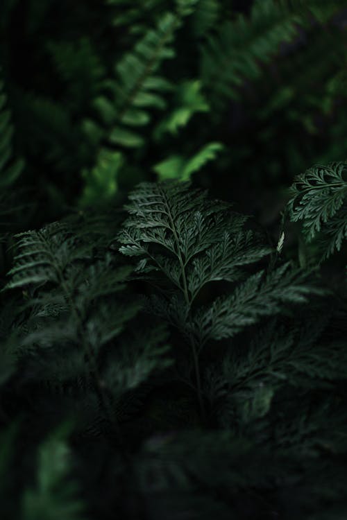 Close-up of Fern Leaves 