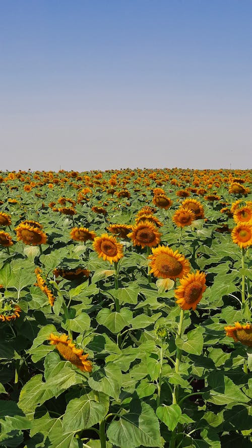 Free A Sunflower Field with Green Leaves Stock Photo